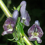 Aconitum lycoctonum - Flowers, Sweden, Flora