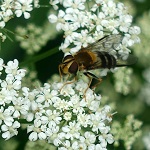 Aegopodium podagraria - Flowers, Sweden, Flora