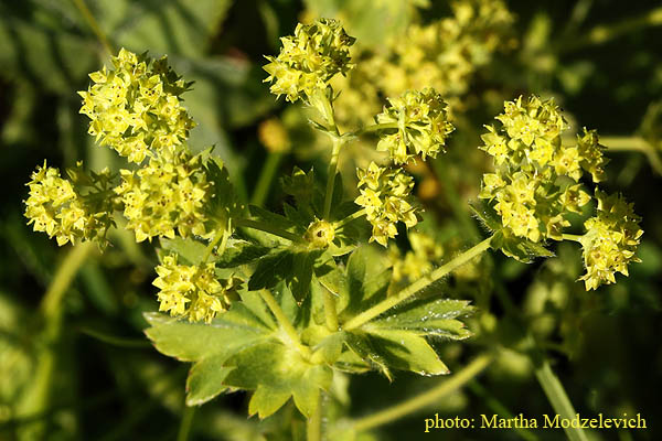 Bildergebnis für alchemilla vulgaris