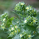 Alchemilla vulgaris - Flowers, Sweden, Flora