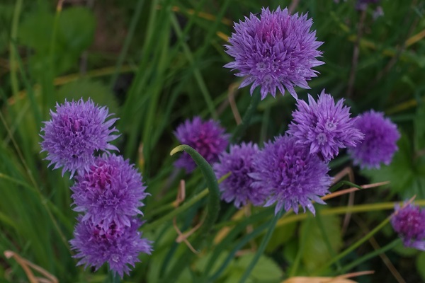 Sweden Flowers,Allium schoenoprasum, Gräslök, Schnittlauch, Bieslook, Chives