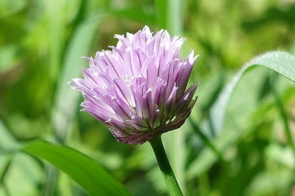 Allium schoenoprasum, Gräslök, Schnittlauch, Bieslook, Chives