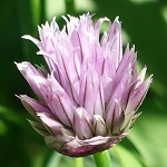 Allium schoenoprasum - Flowers, Sweden, Flora