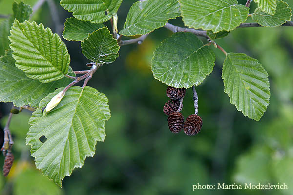 Flora of Sweden online, Native plants, Sverige