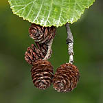 Alnus incana - Flowers, Sweden, Flora