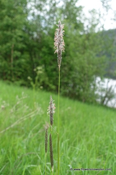 Alopecurus pratensis, Ängskavle, vanlig ängskavle, fjällkavle, Wiesen-Fuchsschwanzgras, Grote vossenstaart, Meadow Foxtail