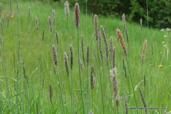 Alopecurus pratensis, Ängskavle, vanlig ängskavle, fjällkavle, Wiesen-Fuchsschwanzgras, Grote vossenstaart, Meadow Foxtail