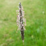 Alopecurus pratensis - Flowers, Sweden, Flora