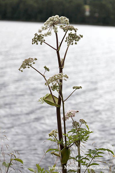 Flora of Sweden online, Native plants, Sverige