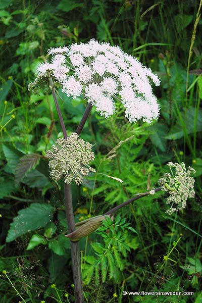 Angelica sylvestris,Angelica montana, Strätta, Wald-Engelwurz, Gewone engelwortel, Wild Angelica