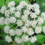 Angelica sylvestris - Flowers, Sweden, Flora