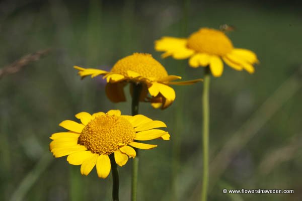 Anthemis tinctoria, Cota tinctoria, Färgkulla, Färberkamille, Gele kamille, Yellow Chamomile