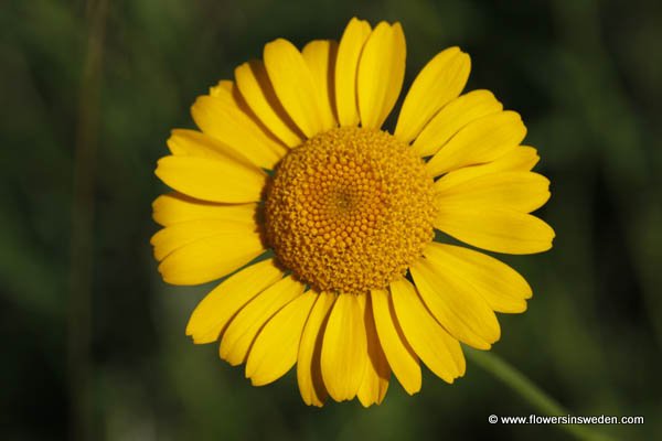 Sweden Wildflowers and native plants