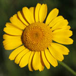 Anthemis tinctoria, Cota tinctoria, - Flowers, Sweden, Flora