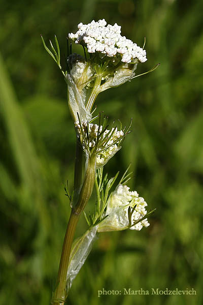 Sweden Flora - Vilda blommor i Sverige