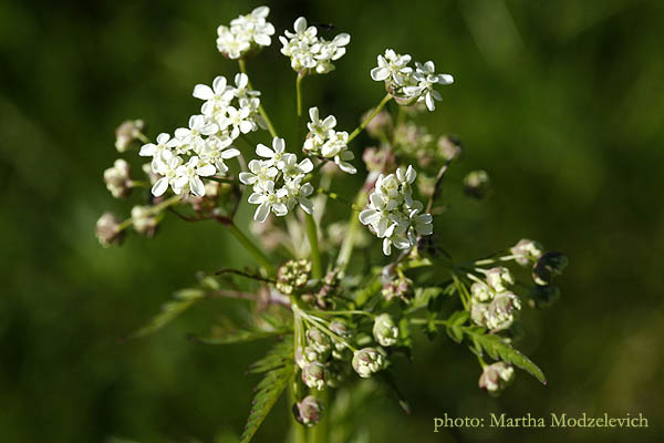 Sweden, Flowers, Travel, Nature