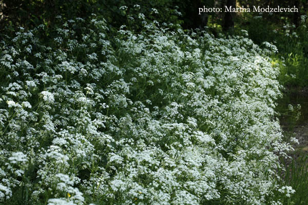 Zweden, Reizen, Bloemen, Wild, Natuur