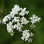 Anthriscus sylvestris - Flowers, Sweden, Flora