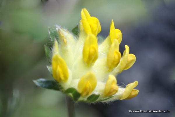 Vilda blommor i Sverige