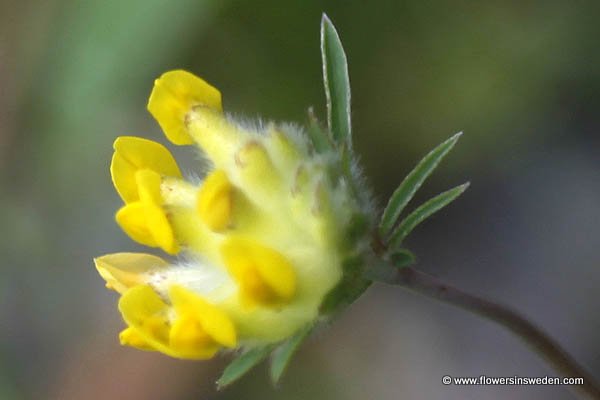 Flora of Sweden online, Native plants, Sverige