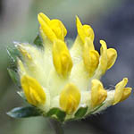 Anthyllis vulneraria - Flowers, Sweden, Flora