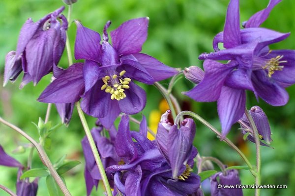 Sweden Flowers, Aquilegia vulgaris, Akleja, Gemeine Akelei, Wilde akelei, Common columbine, Granny's nightcap, Granny's bonnet