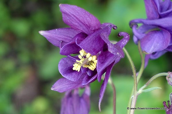 Aquilegia vulgaris, Akleja, Gemeine Akelei, Wilde akelei, Common columbine, Granny's nightcap, Granny's bonnet