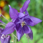 Aquilegia vulgaris, Akleja, - Flowers, Sweden, Flora