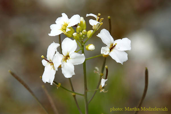 vilda blommor i Sverige