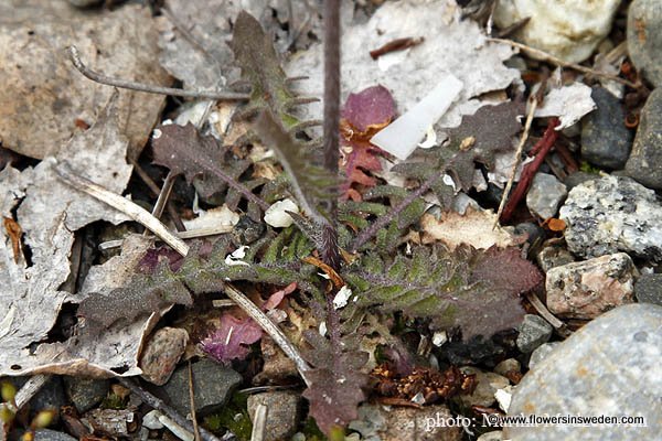 Arabidopsis thaliana, Arabis thaliana, Stenophragma thalianum, SE: Vårskrinneblom, DE: Acker-Schmalwand, Gänsekraut, Thal's Gänsekresse, NL: Zandraket, UK: Thale Cress, Mouse-ear cress