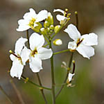Arabis thaliana - Flowers, Sweden, Flora