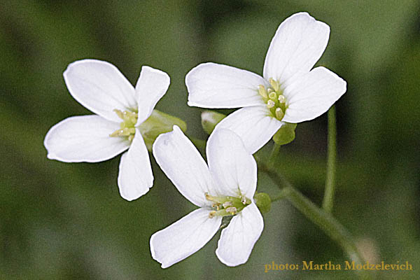 Flora en Sweden (Sweden Wil Flowers)