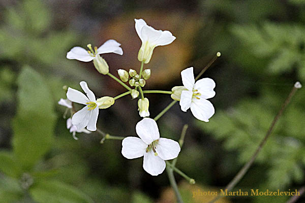 Bloemen in Zweden, Natuur