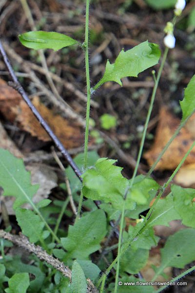 Flora of Sweden online, Native plants, Sverige