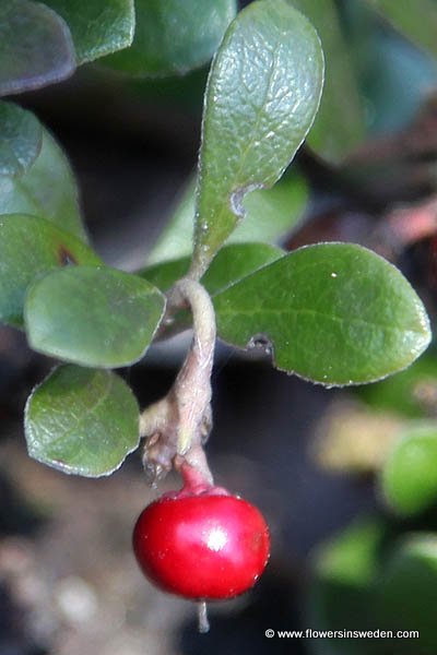 Zweden, Bloemen, Reizen, Natuur