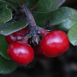 Arctostaphylos uva-ursi - Flowers, Sweden, Flora