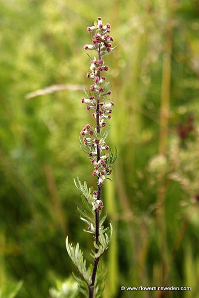 Flora of Sweden online, Native plants, Sverige