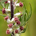 Arabis alpina - Flowers, Sweden, Flora