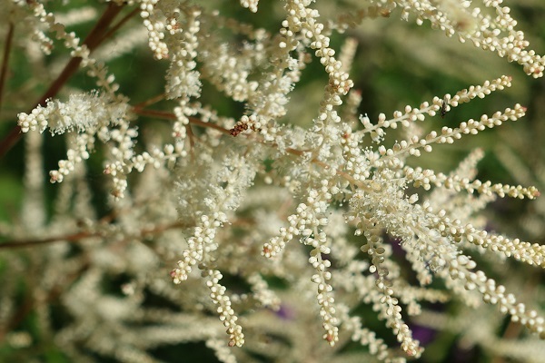 Sweden Flowers,Aruncus dioicus, Plymspirea, Wald-Geißbart, Geitenbaard, Goat's beard, Buck's-beard, Bride's feathers