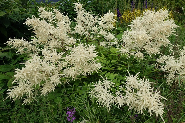 Flowers in Sweden, Wildflowers, Aruncus dioicus, Plymspirea, Wald-Geißbart, Geitenbaard, Goat's beard, Buck's-beard, Bride's feathers