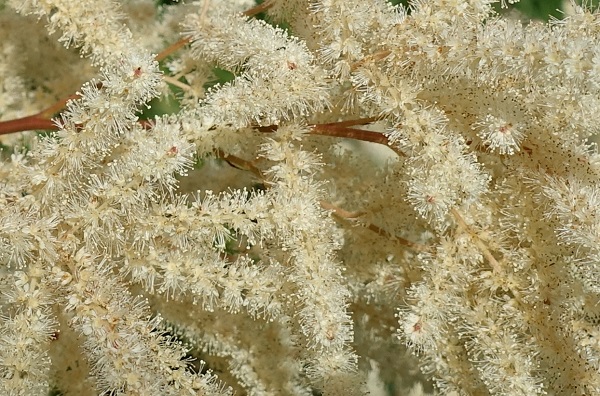 Aruncus dioicus, Plymspirea, Wald-Geißbart, Geitenbaard, Goat's beard, Buck's-beard, Bride's feathers