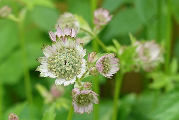 Sweden Flowers, Astrantia major, Stjärnflocka, Große Sterndolde, Groot sterrenscherm, Great masterwort