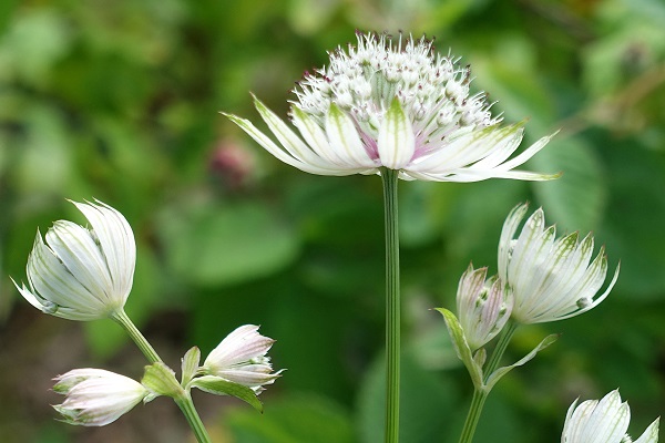 Astrantia major, Stjärnflocka, Große Sterndolde, Groot sterrenscherm, Great masterwort