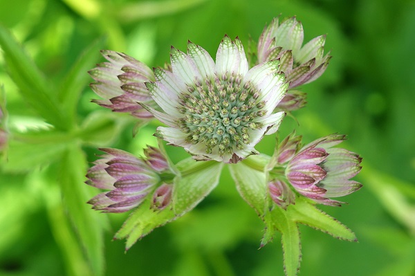 Flowers in Sweden, Wildflowers, Nature