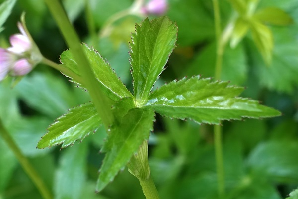 Astrantia major, Stjärnflocka, Große Sterndolde, Groot sterrenscherm, Great masterwort