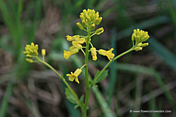 Vilda blommor i Sverige