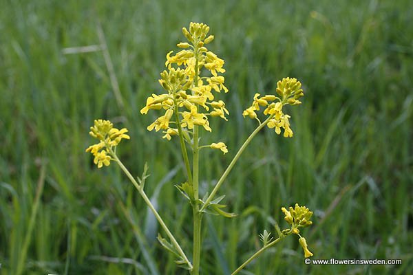 Flora of Sweden online, Native plants, Sverige