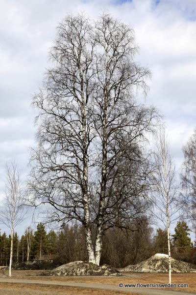 Vilda blommor i Sverige