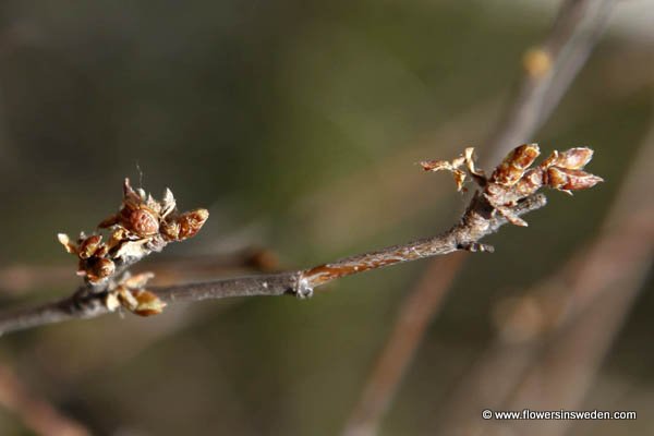 Betula pendula, Betula verrucosa, Yellow leaves, Flowers in Sweden, Go Ragunda