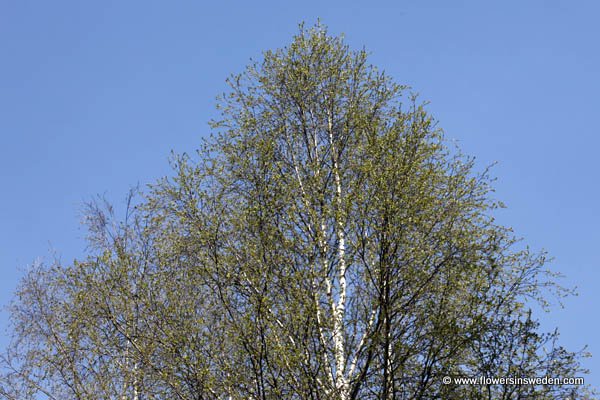 Natuur, Zweden, Bloemen